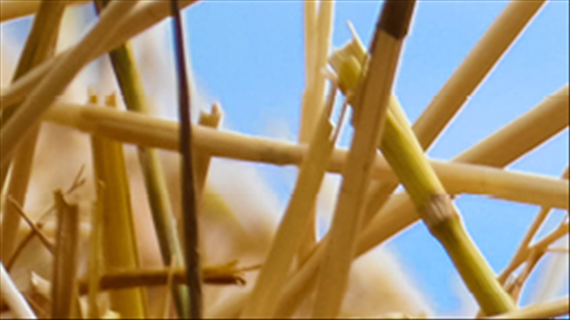 Sclerotinia 